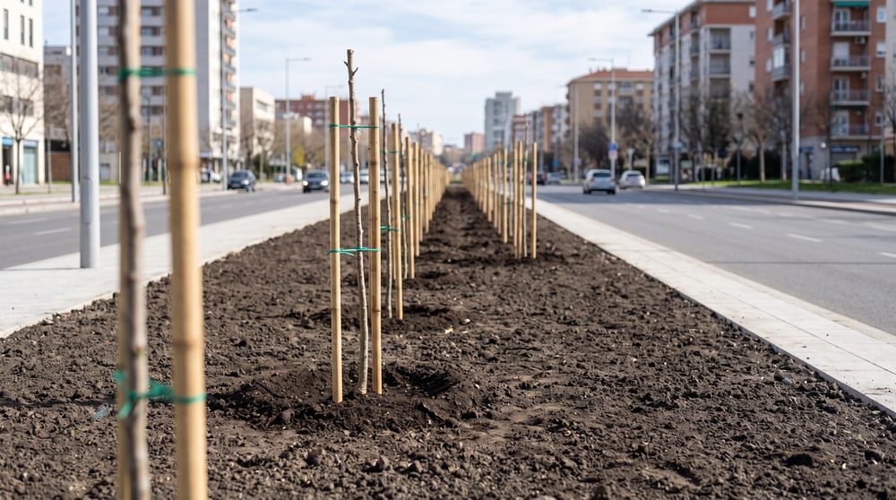 Fileira de mudas recém-plantadas com tutores de bambu em canteiro central de avenida, solo revolvido
